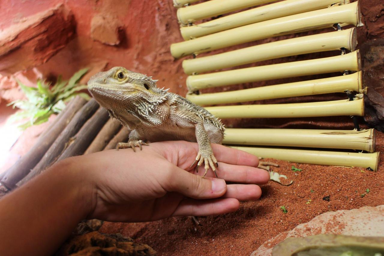 jothoreptile