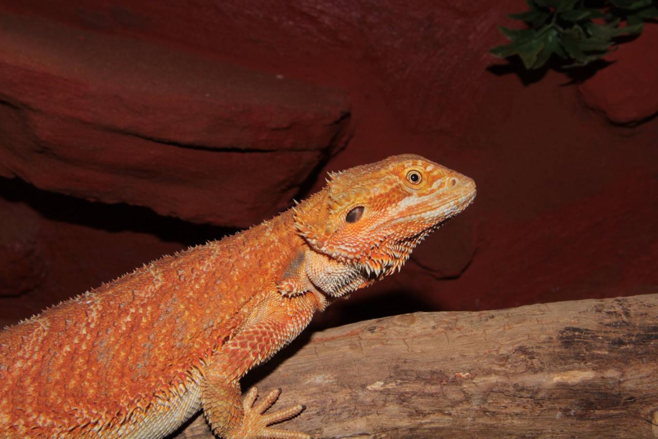 jothoreptile