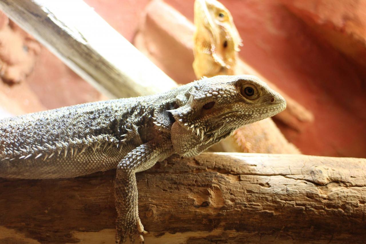 jothoreptile
