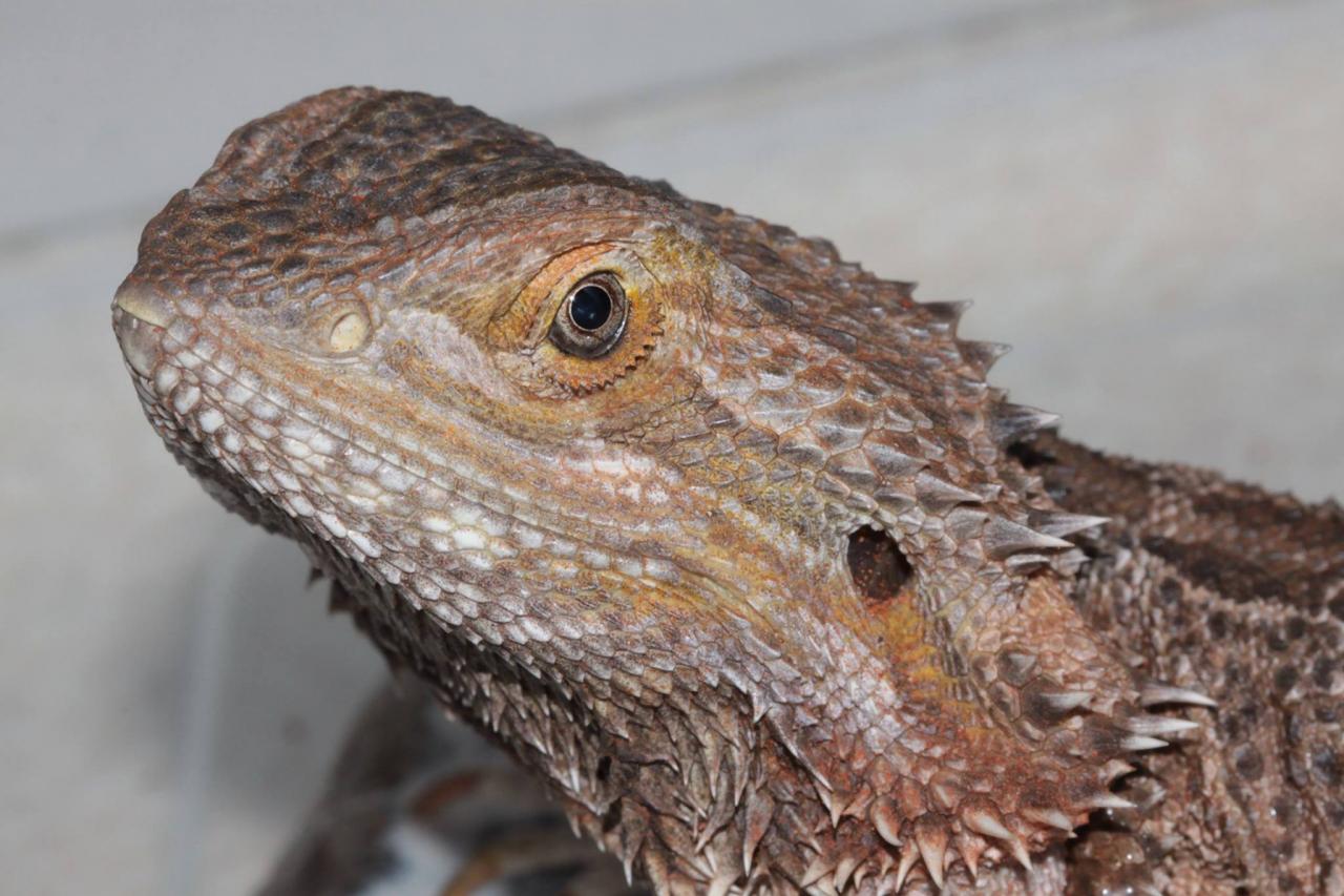 jothoreptile