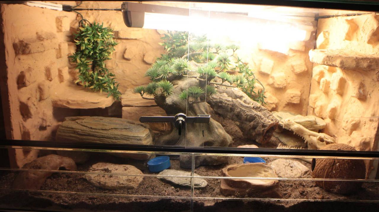 jothoreptile
