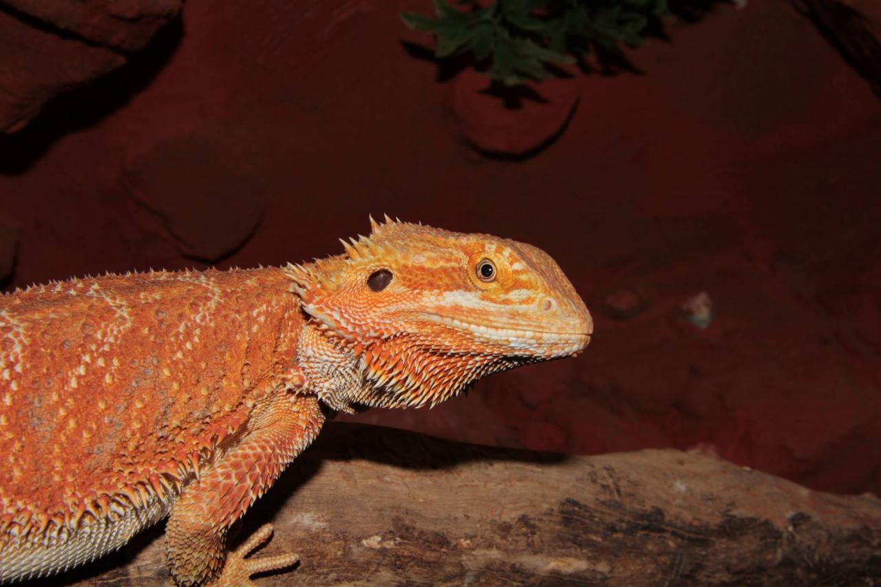 jothoreptile