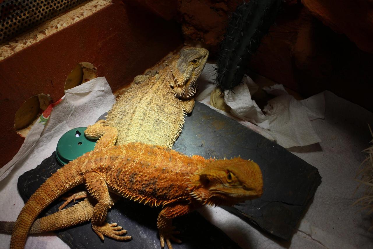 jothoreptile