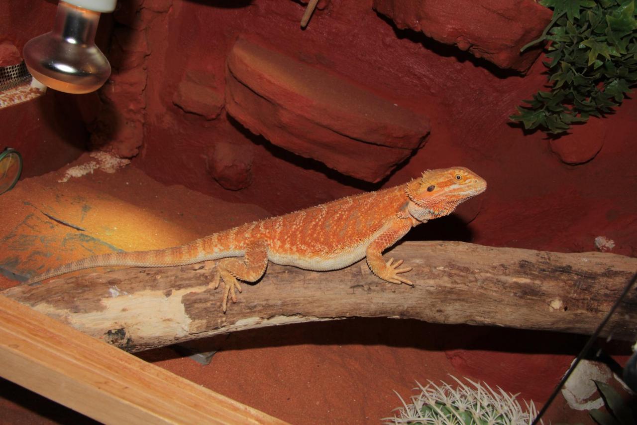 jothoreptile