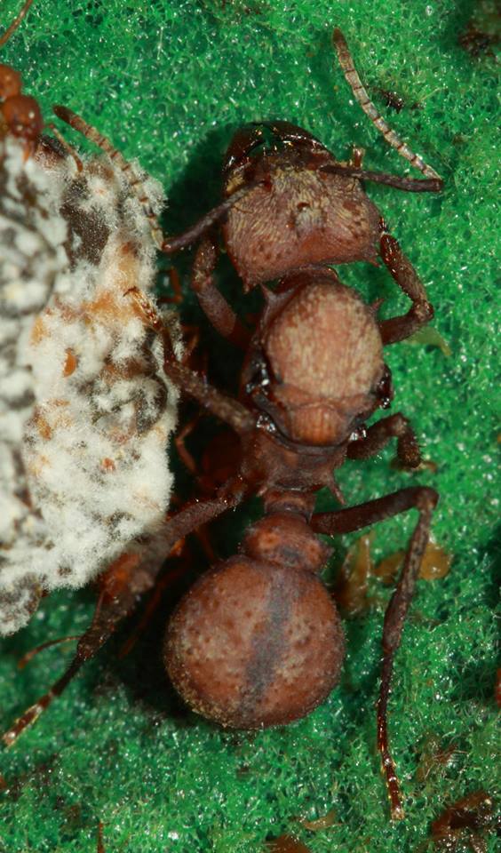 jothoreptile fourmis