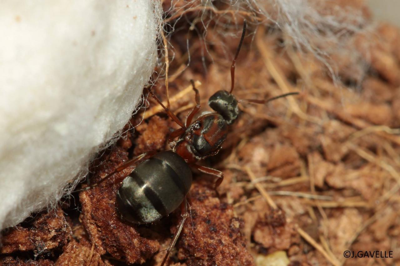 jothoreptile fourmis