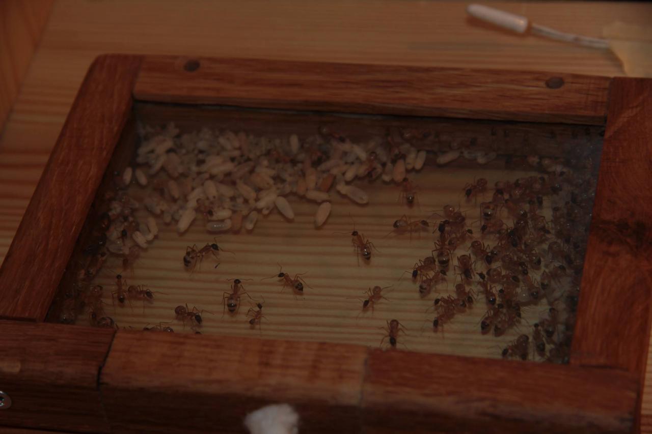 jothoreptile fourmis