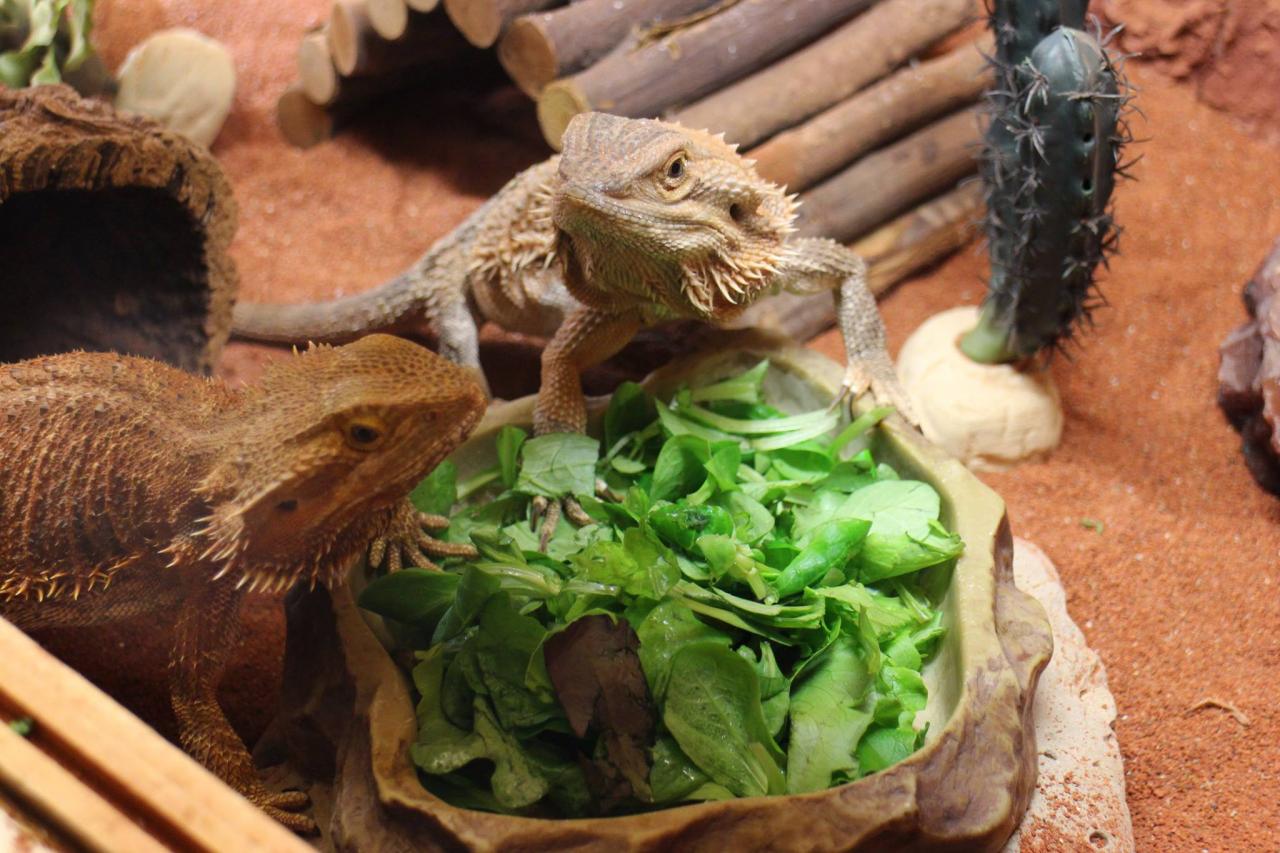 jothoreptile