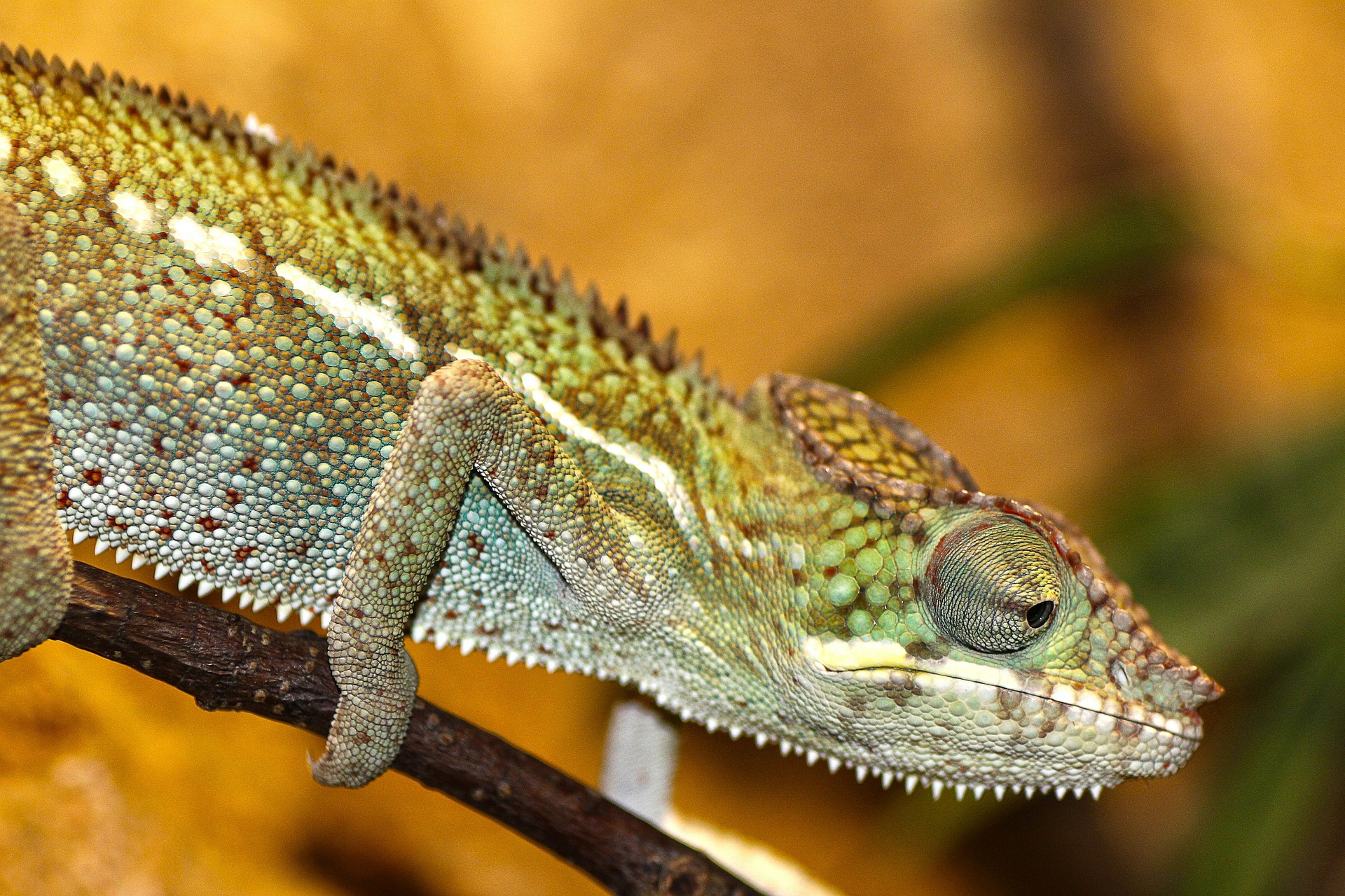 chameleon-200319_1920