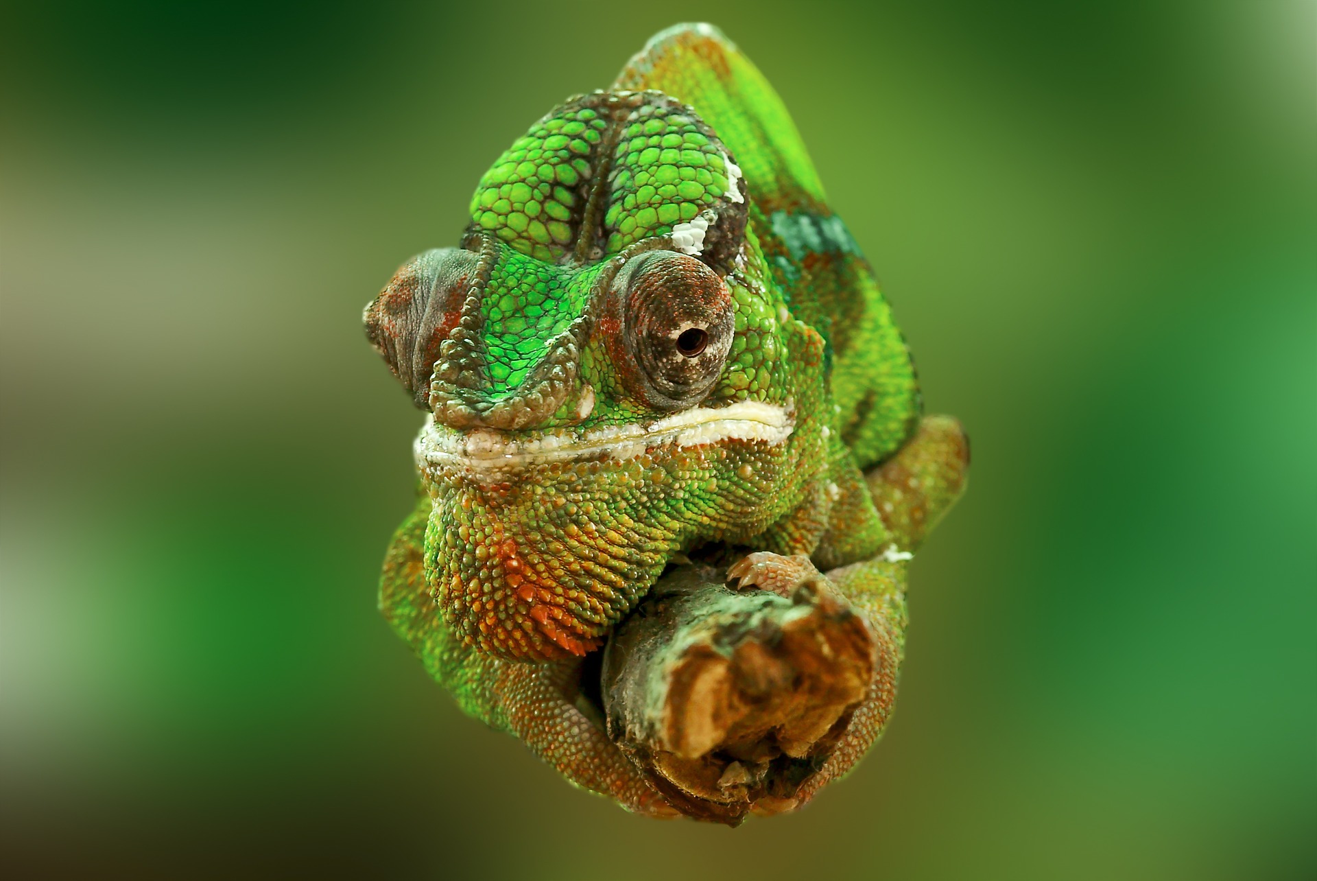 chameleon-540655_1920