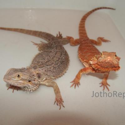 JothoReptile