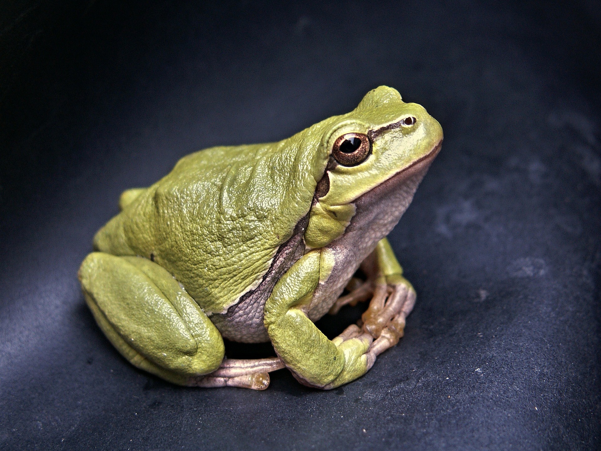 frog-111179_1920