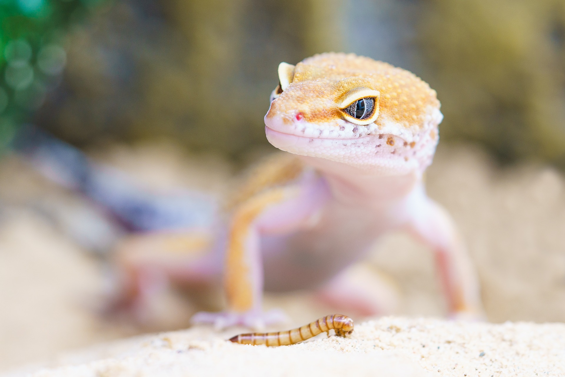 gecko-2299365_1920