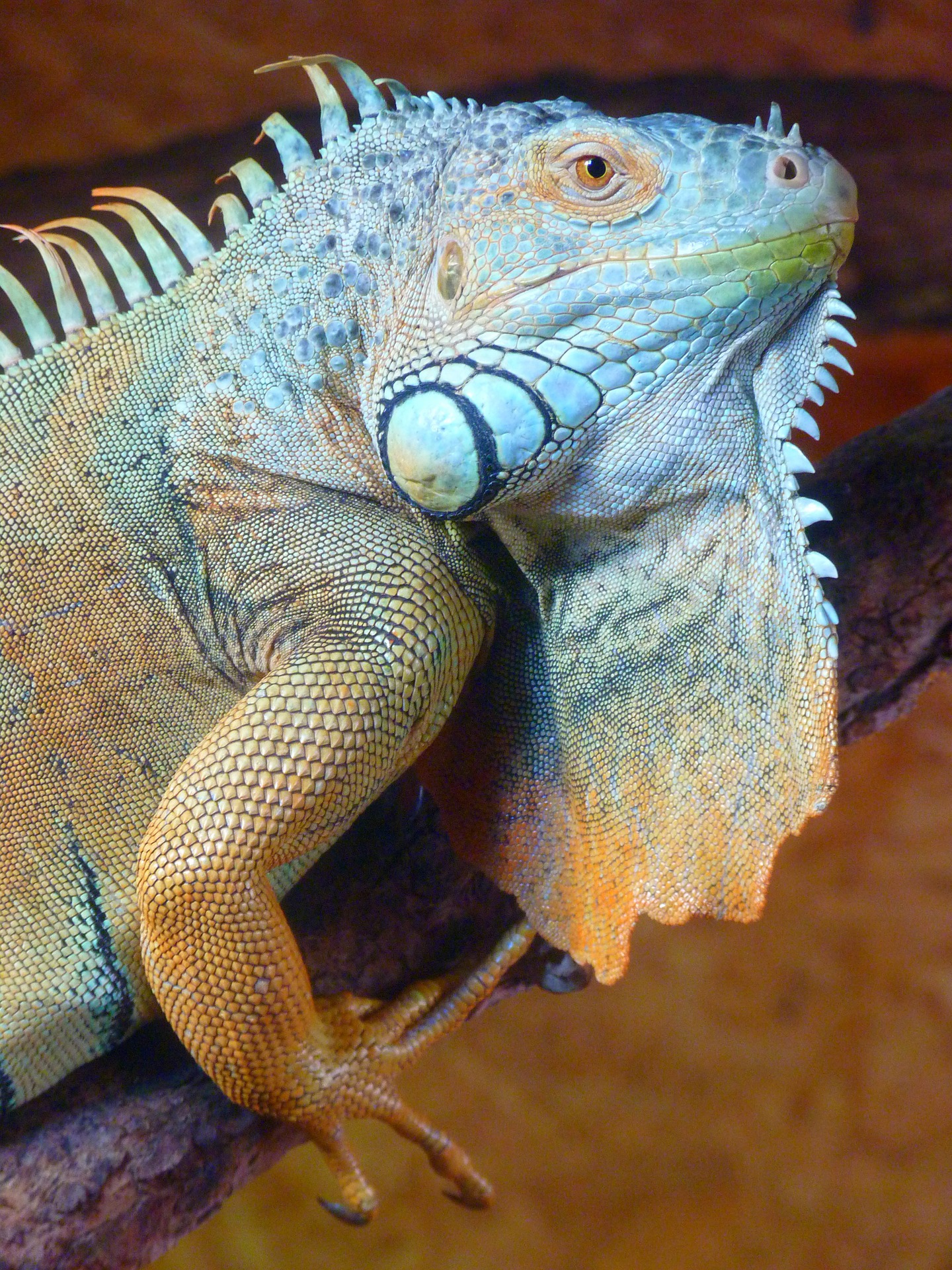 iguana-8366_1920