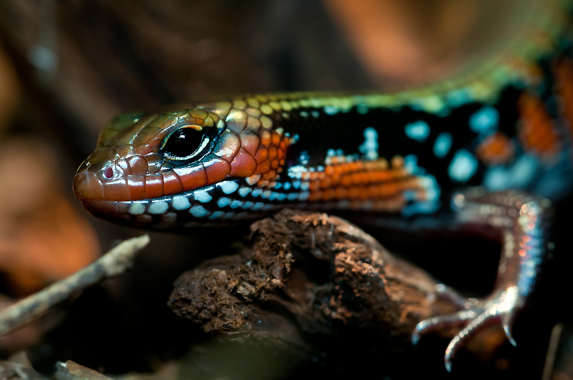 splendor-skink-208600_1920