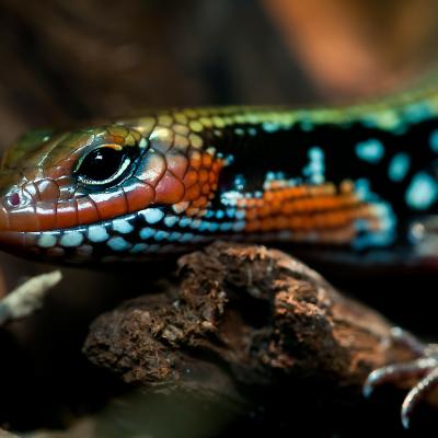 splendor-skink-208600_1920