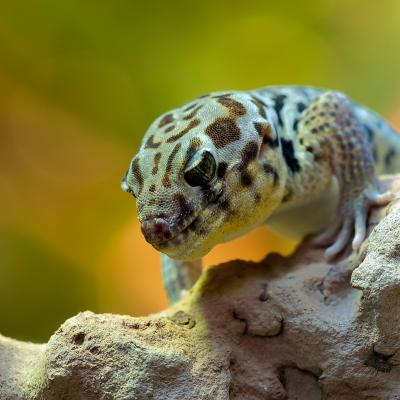 wonder-gecko-256046_1920 (1)