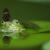 Frog 540812 1920